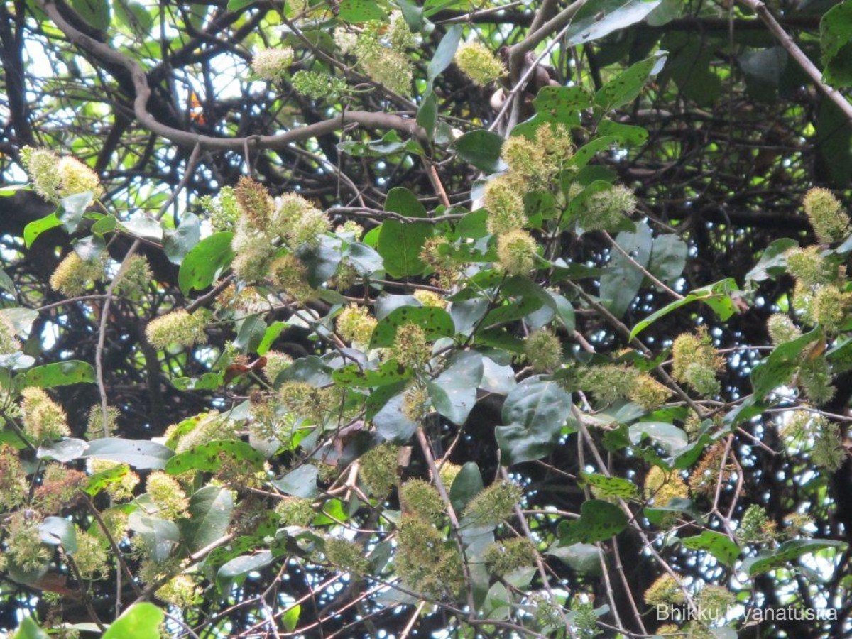 Combretum albidum G.DonRoxb. ex G.Don